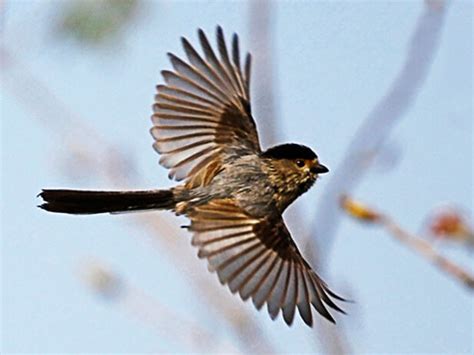 夢見鳥飛進房間|夢見鳥是什麼寓意